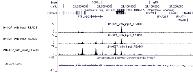 Genome browser view of the IFNB1 locus on chromosome 9 (hg19) showing ChIP-seq signal at 0, 8 and 24 hours, with UCSC gene annotations and vertebrate conservation